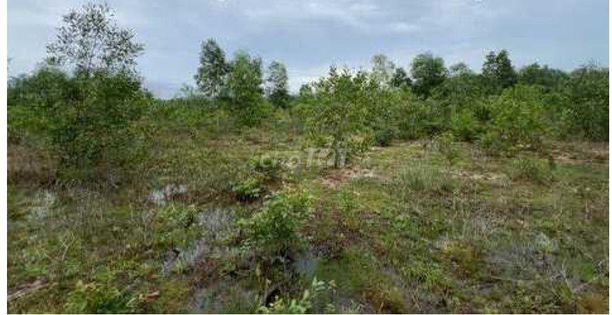 🌴 ĐẤT RỘNG 5.000 m² TẠI ẤP BẾN TRÀM – CỬA DƯƠNG