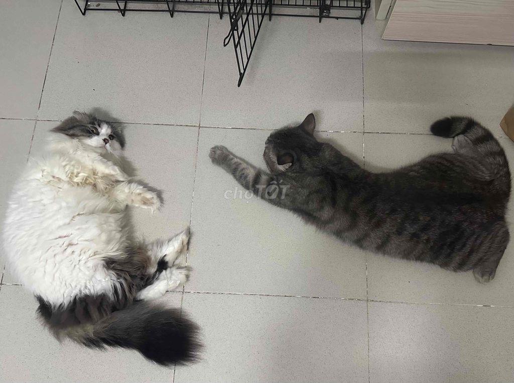 Pass phòng 3tr3 Full NT, cho nuôi Pet