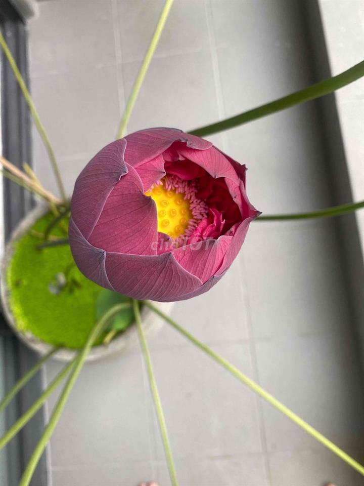 Cần bán căn để về quê