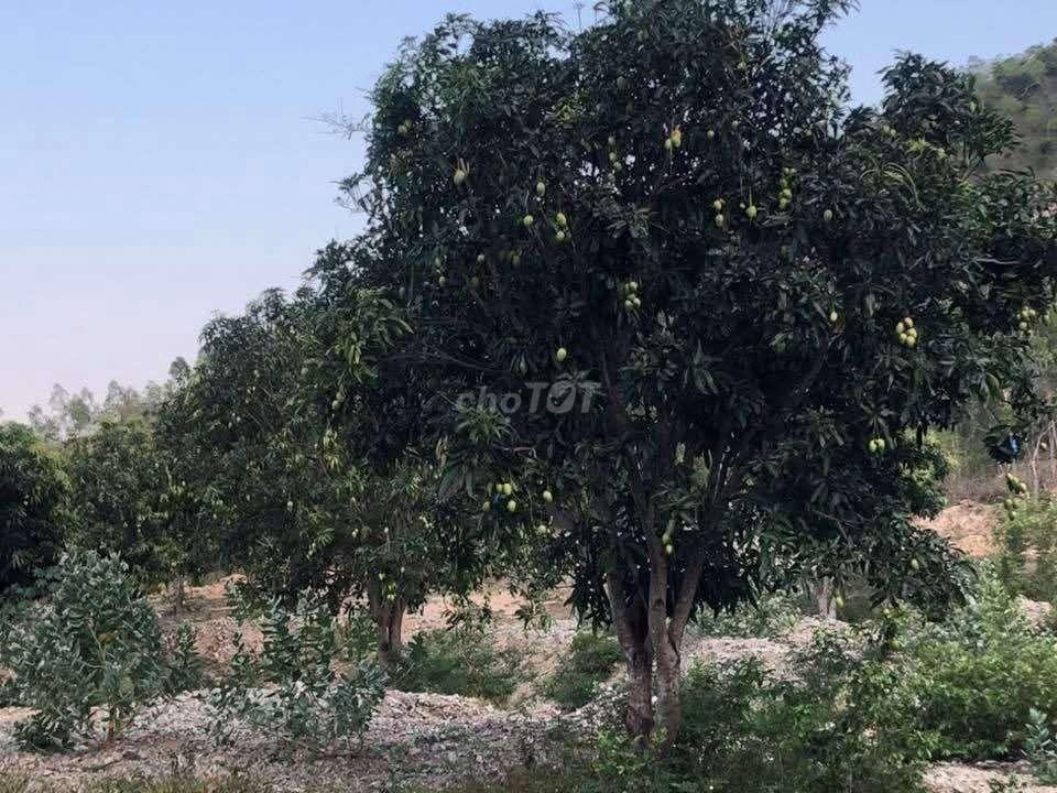(Cách QL1A 800m-đối diện khu 2 Đô thị Vin)2,2 ha đất CLN P.Ba Ngòi