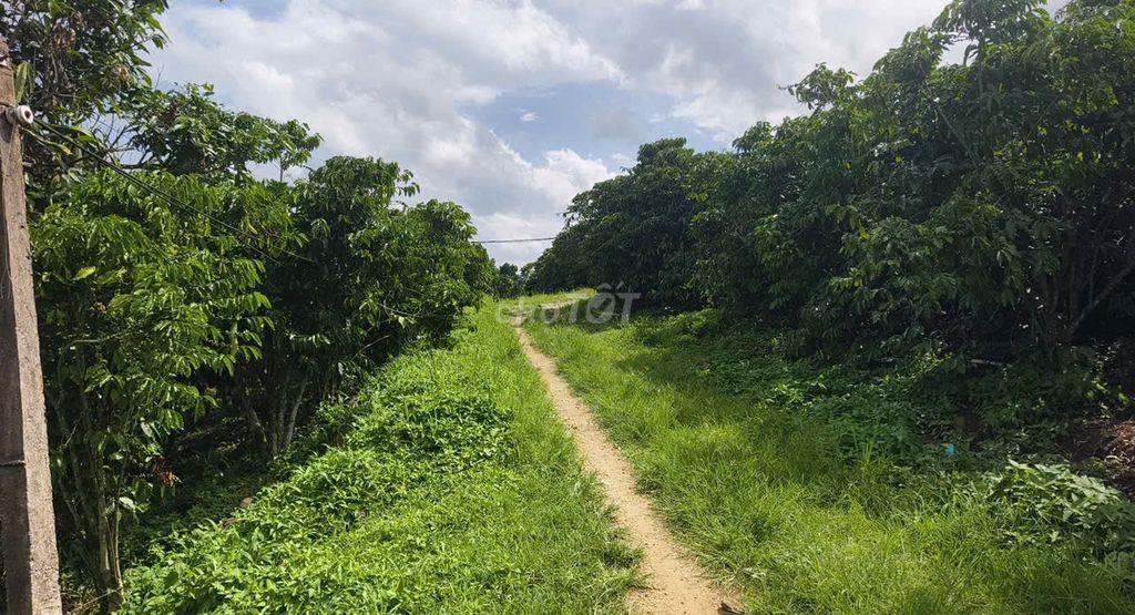 bán đất vườn cà phê thu
