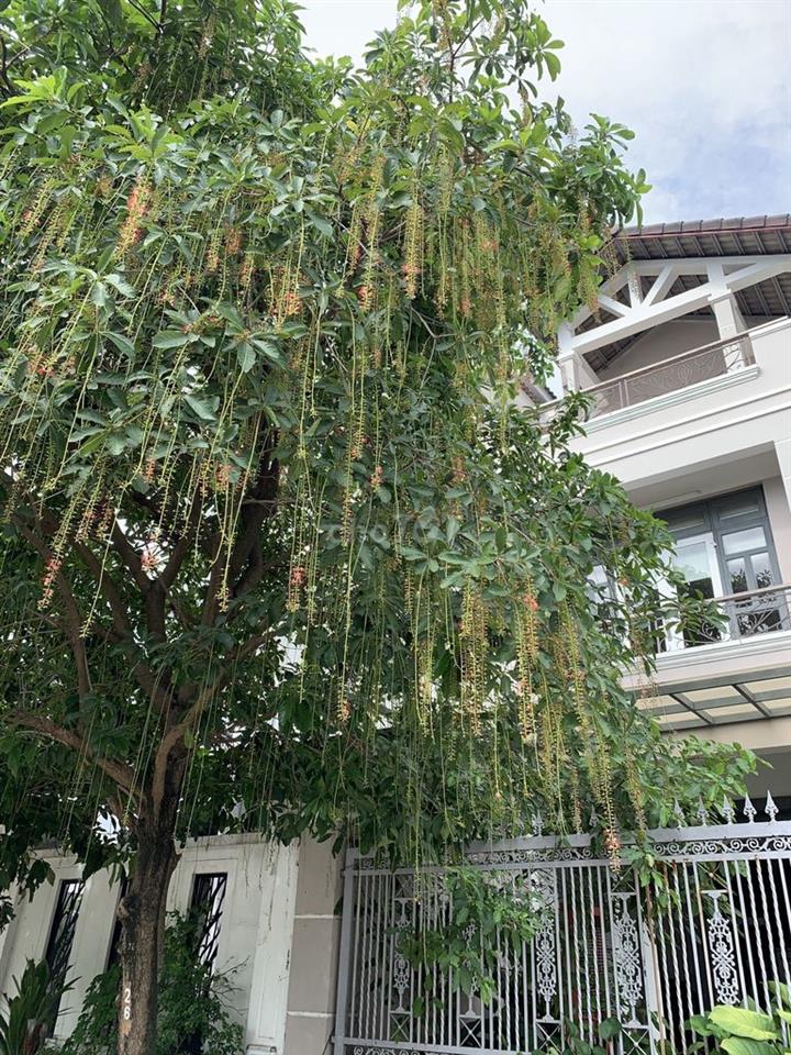 Biệt thự song lập