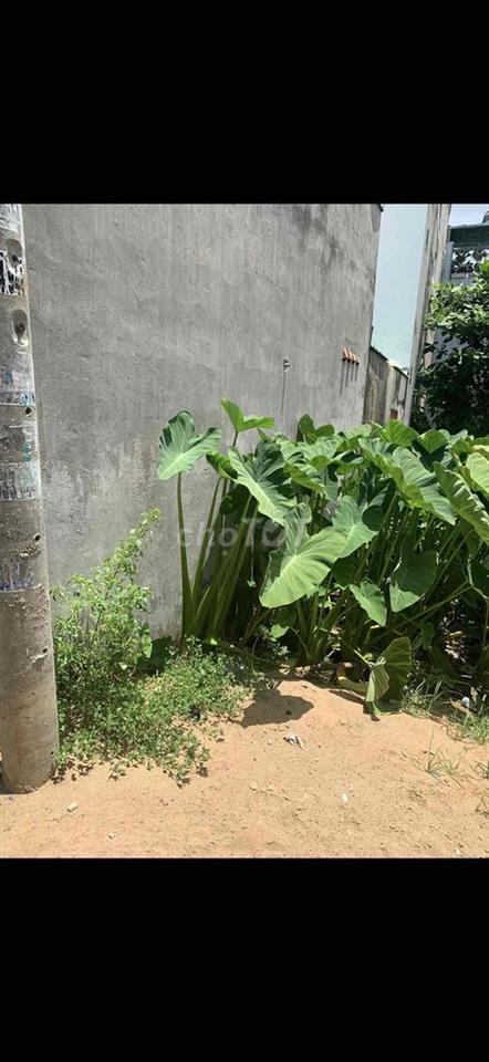 Đất sổ hồng riêng