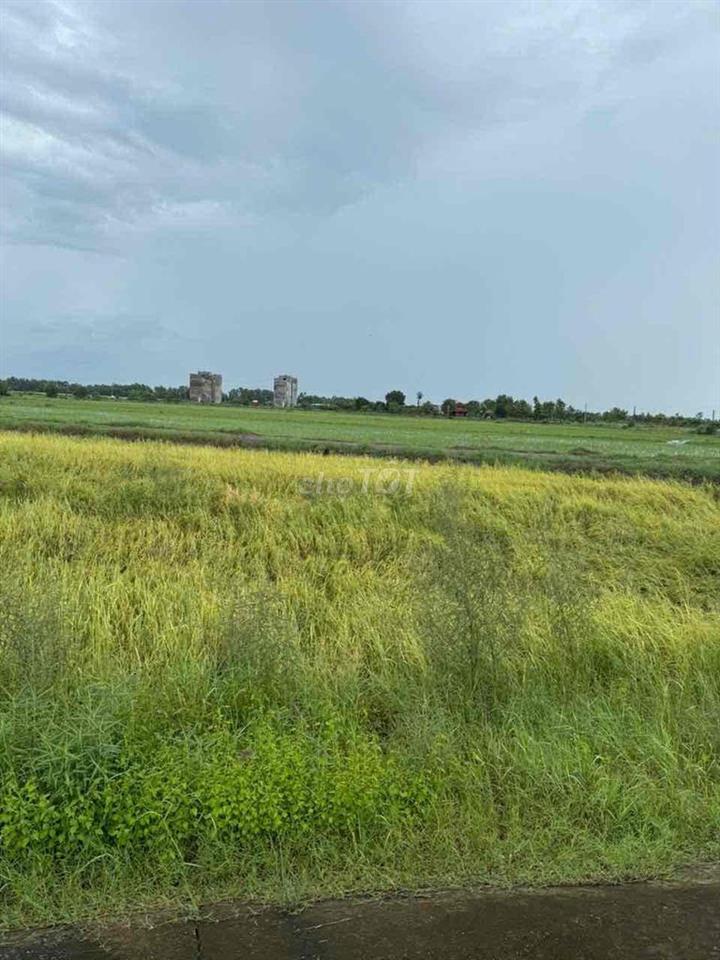 Bán Đất trồng