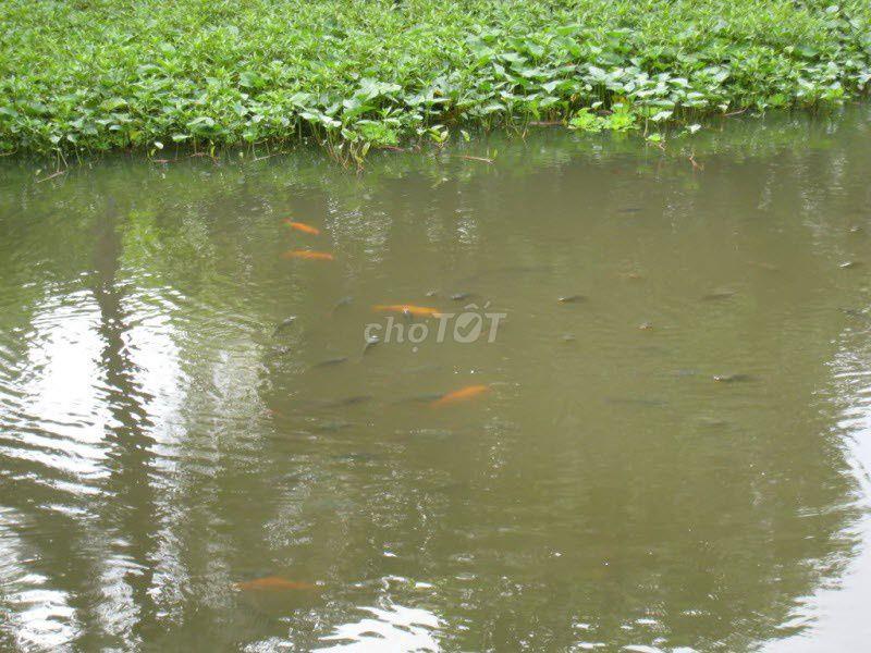 🐟 CHO THUÊ AO NUÔI CÁ – GIÁ CHỈ 12 TRIỆU/NĂM 🌿