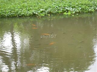 🐟 CHO THUÊ AO NUÔI CÁ – GIÁ CHỈ 12 TRIỆU/NĂM 🌿