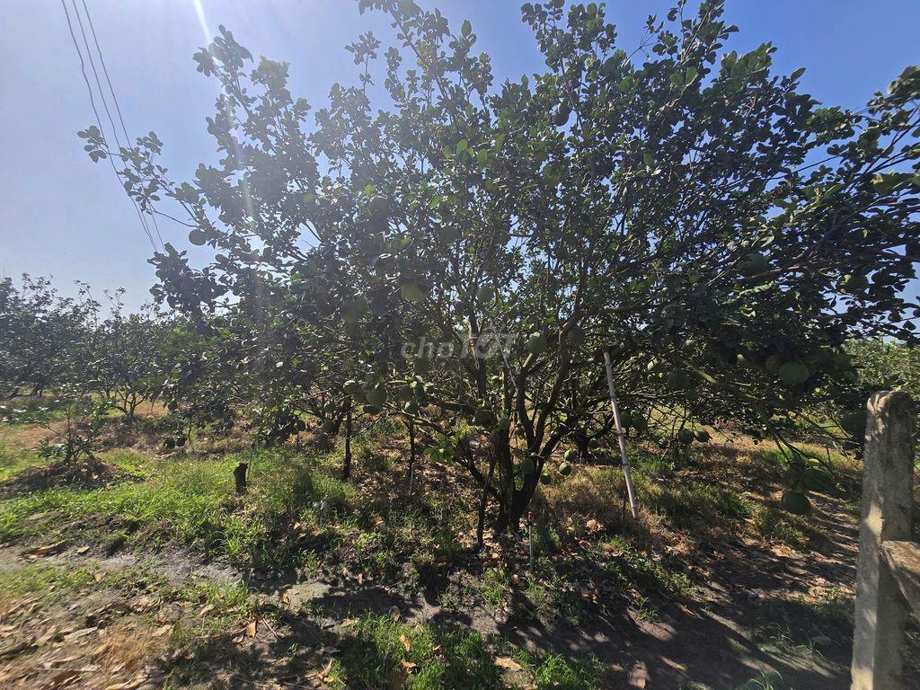 BÁN ĐẤT 17858,1 M2 - HOÀ THÀNH - TÂY NINH