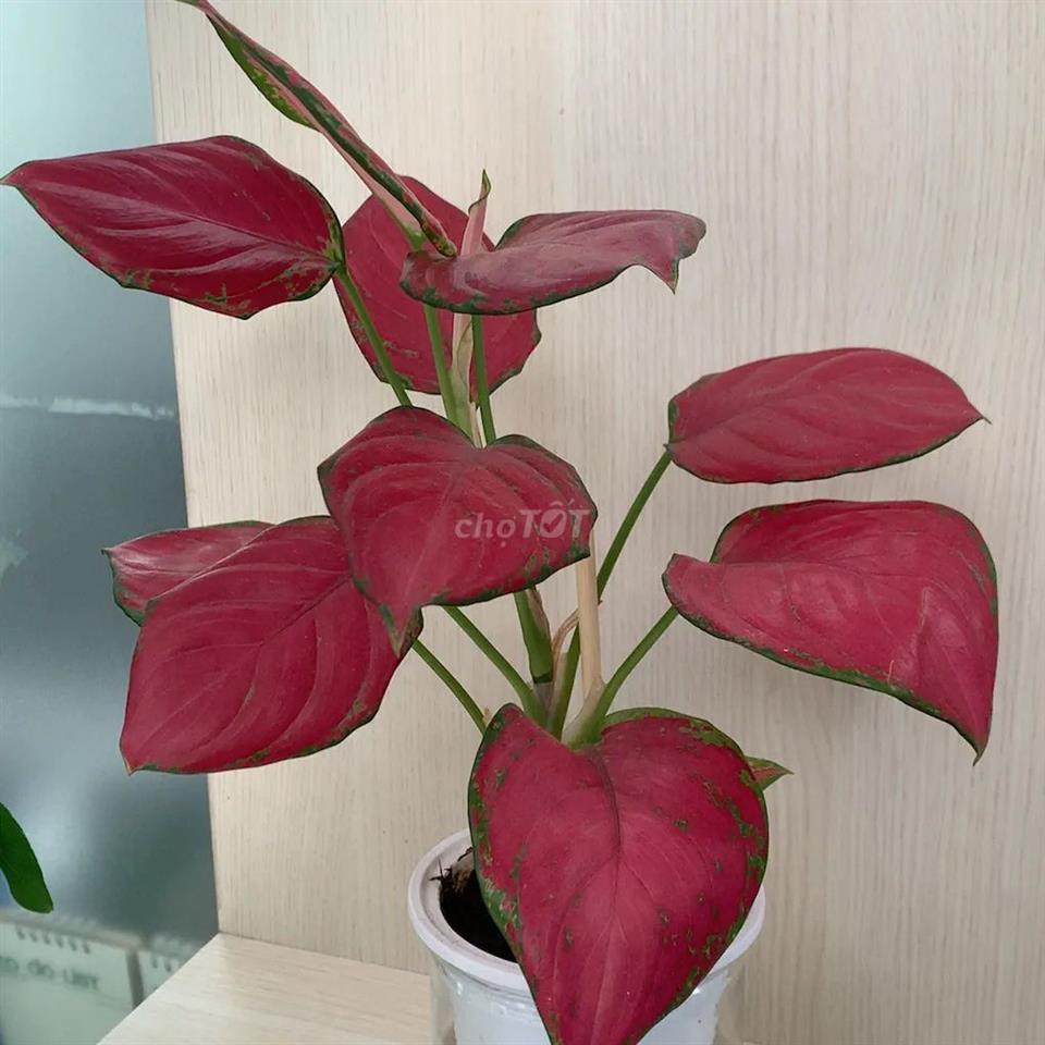 Tìm 1 nữ ở ghép