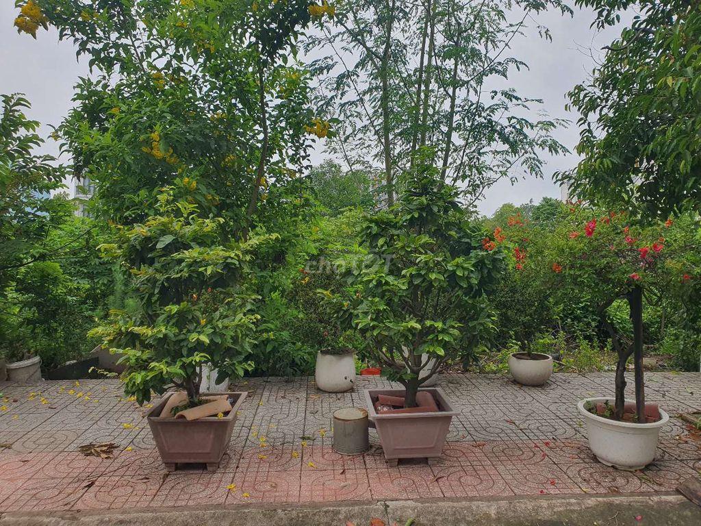 Đất nền dự án Mẫu giáo Trung Ương 3