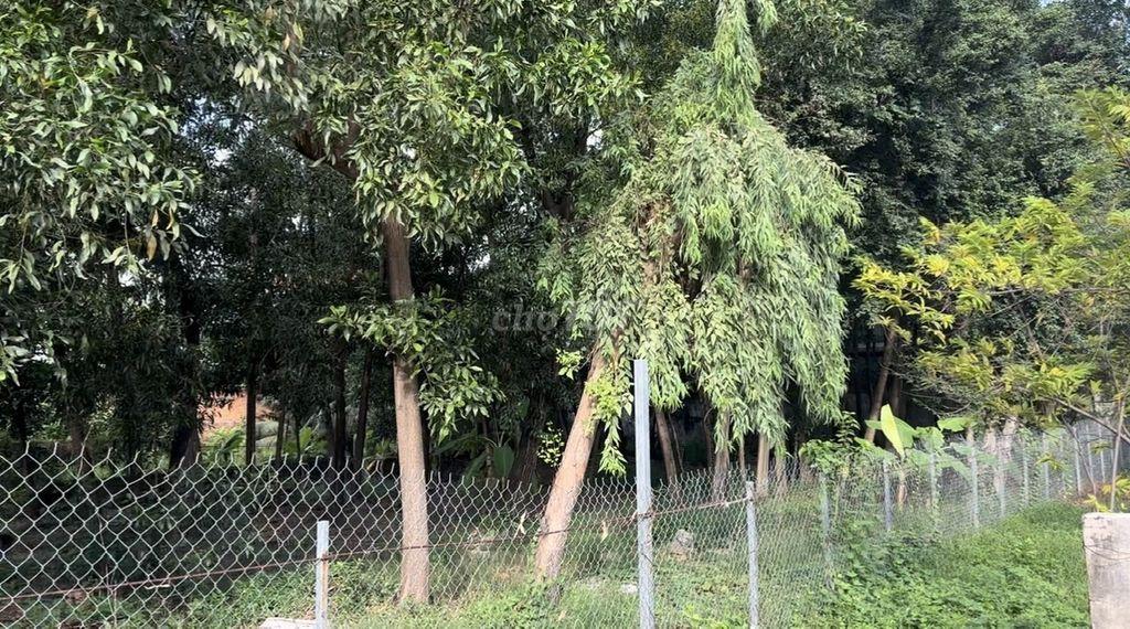 CHÍNH CHỦ CHO THUÊ ĐẤT MẶT TIỀN ĐƯỜNG SỐ 10, P. TAM BÌNH, THỦ ĐỨC