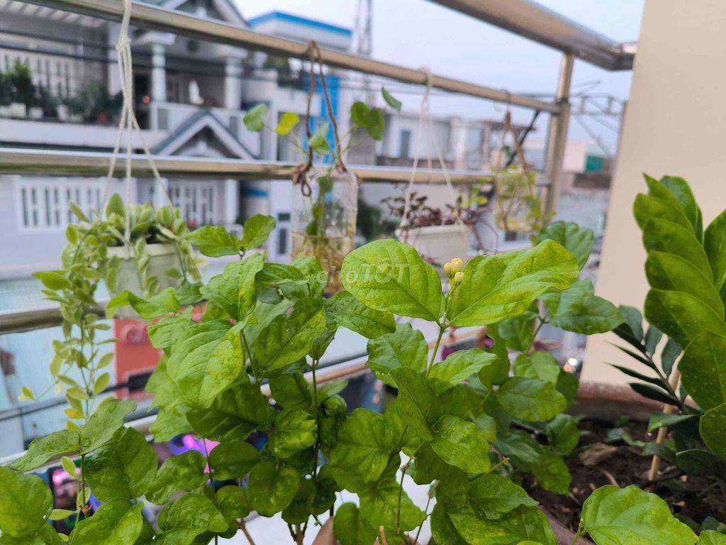 Cho thuê phòng KTX cho sinh viên, gần các. trường đại học