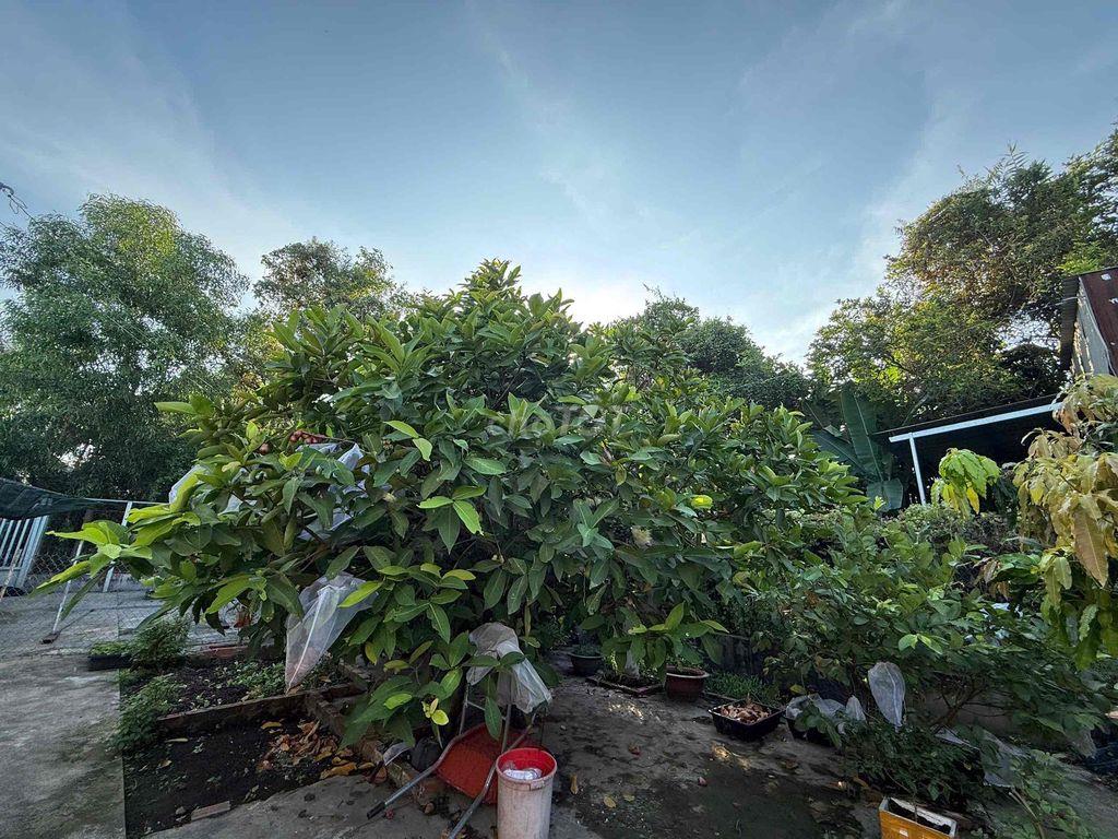 CHO THUÊ NHÀ VƯỜN BÌNH QUỚI