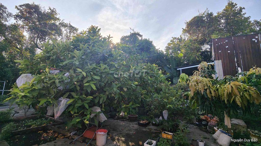 CHO THUÊ NHÀ VƯỜN BÌNH QUỚI