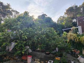 CHO THUÊ NHÀ VƯỜN BÌNH QUỚI