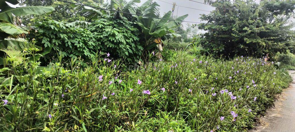 Cần bán 500m2 đất ở nông thôn, mặt tiền đường Cầu Ngói, thôn Bằng Tạ