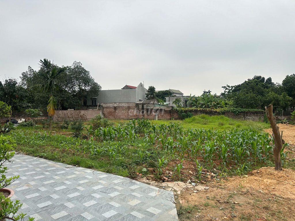 Bán đất chính chủ tại Tây Đằng