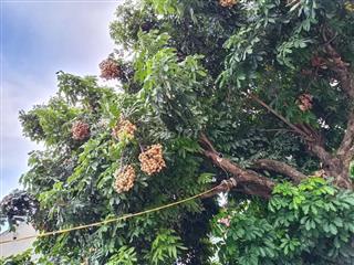 Cho thuê phòng trọ theo ngày
