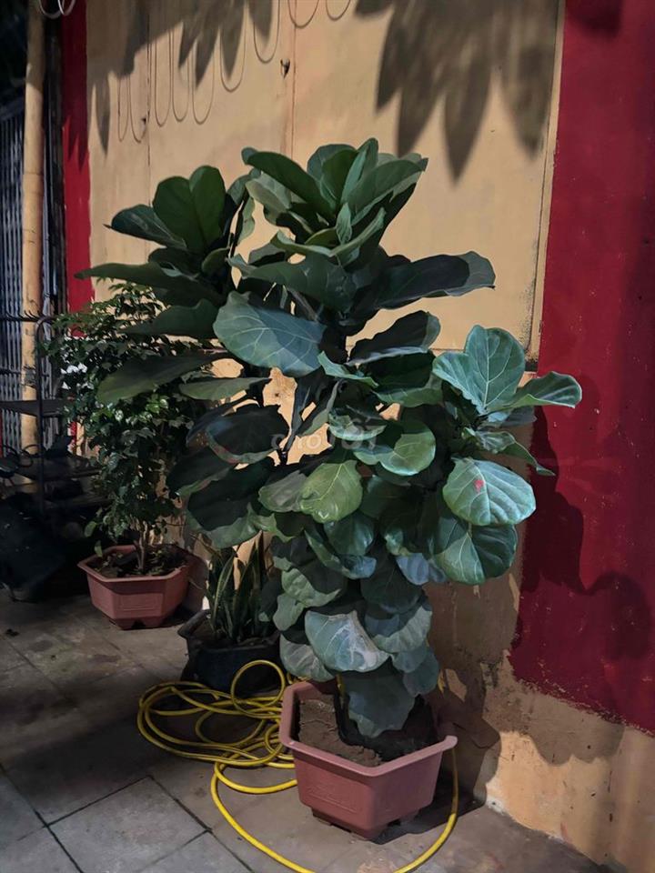 sang nhượng phòng trà cafe