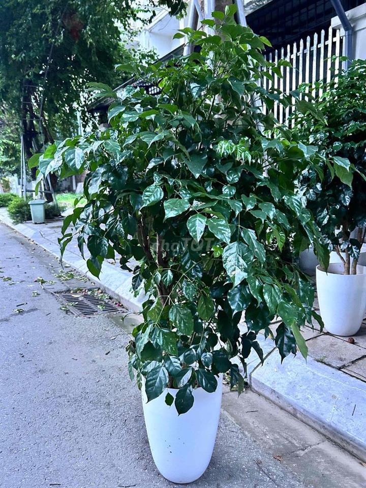 bán đất 3.5 Vân Canh