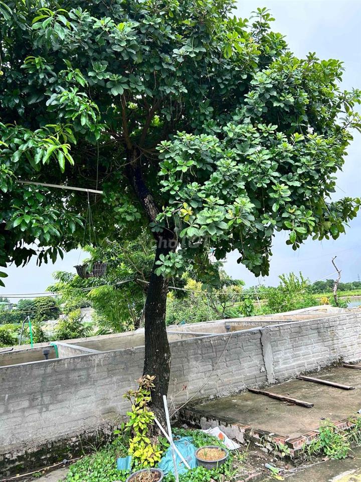 bán đất 3.5 Vân Canh