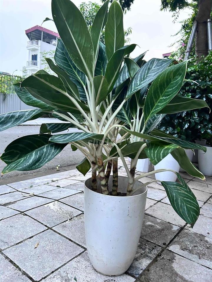 bán đất 3.5 Vân Canh