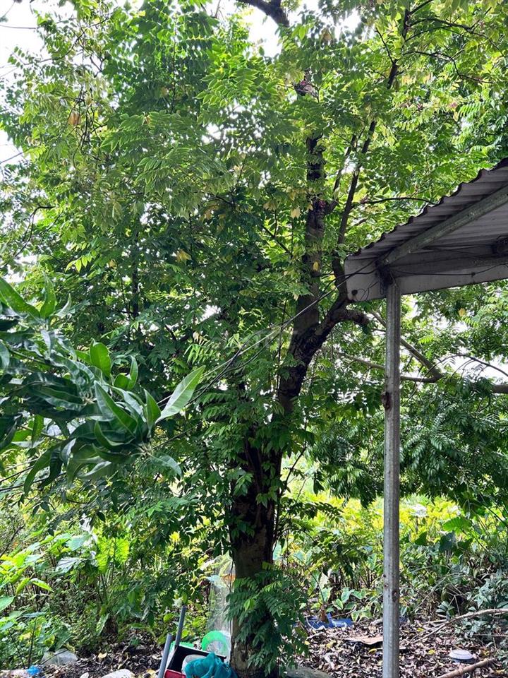 cho thuê phòng trọ