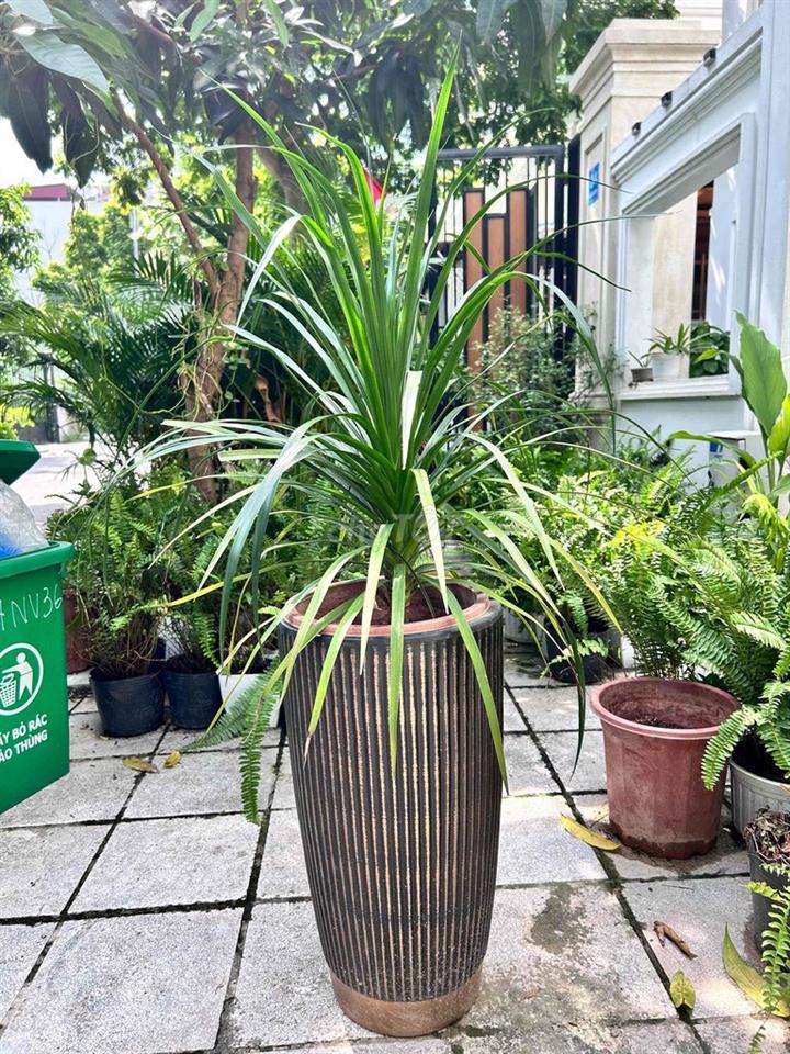 bán biệt thự Lideco Hoài Đức Hà Nôi