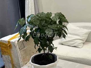 Cho thuê cccc tiêu chuẩn hotel 5 sao Lumier Eve green Smart City