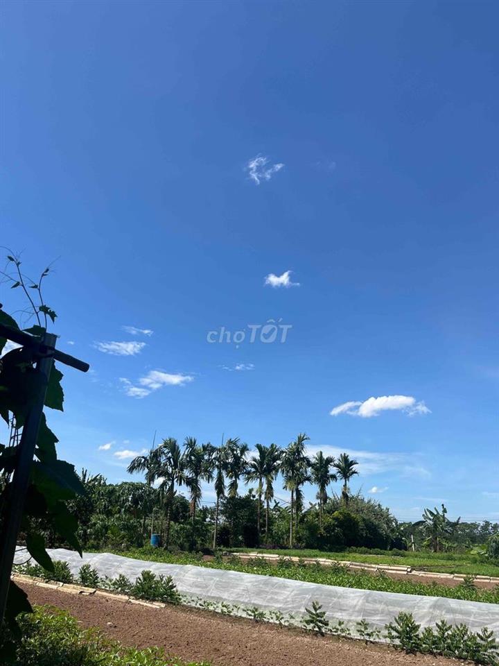 Nhượng nhà vườn Hà Nội