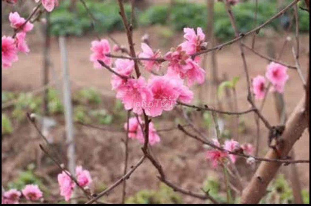 Nhượng nhà vườn Hà Nội