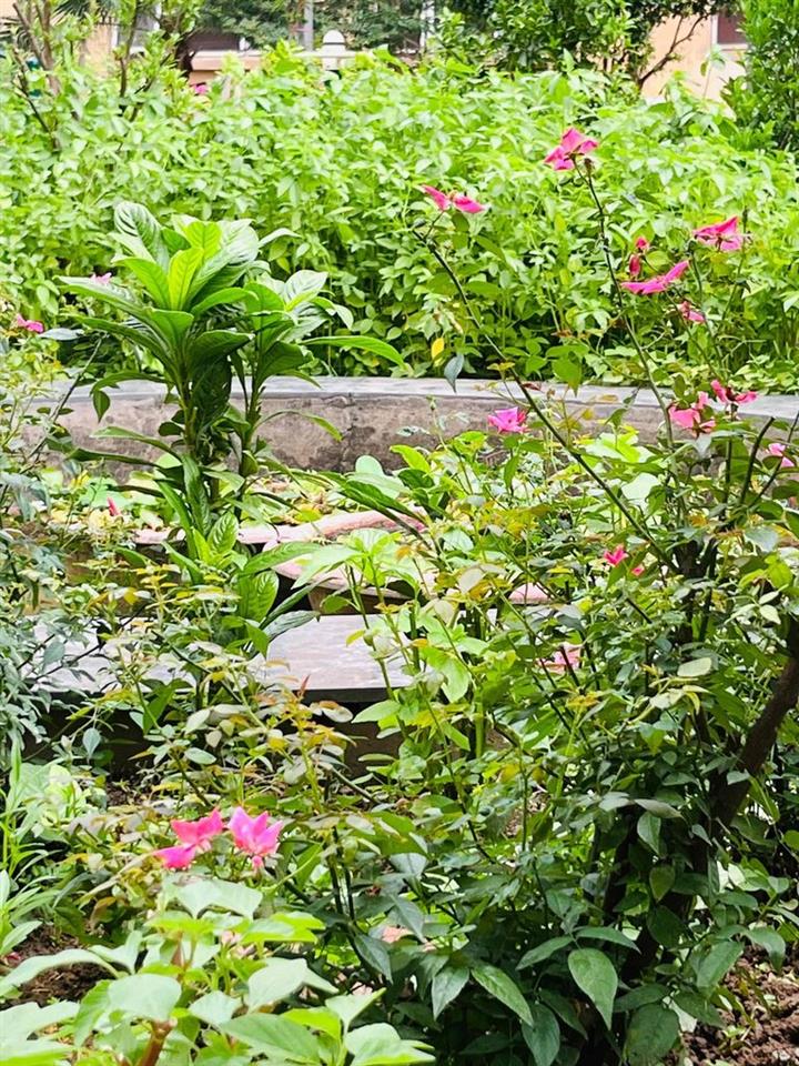 Nhượng nhà vườn Hà Nội