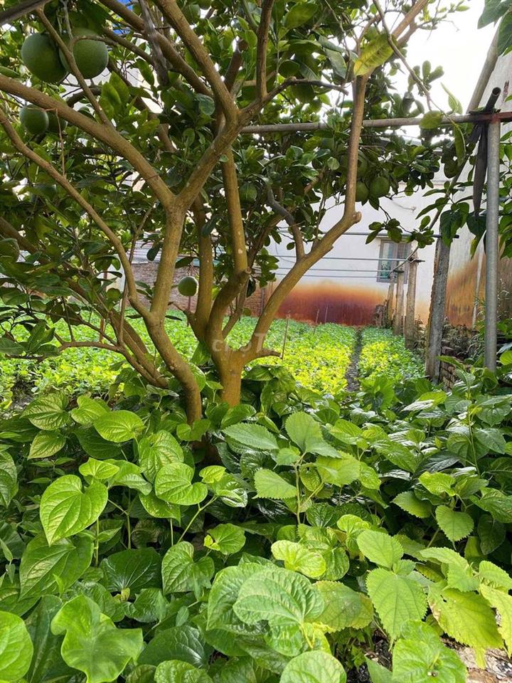 chính chủ cần bán đất gần vinhomes svđ Trống Đồng