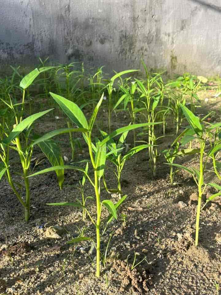 Nhà nguyên căn 2 tầng, full nội thất, Tôn Đản, ô tô đỗ trước cửa,
