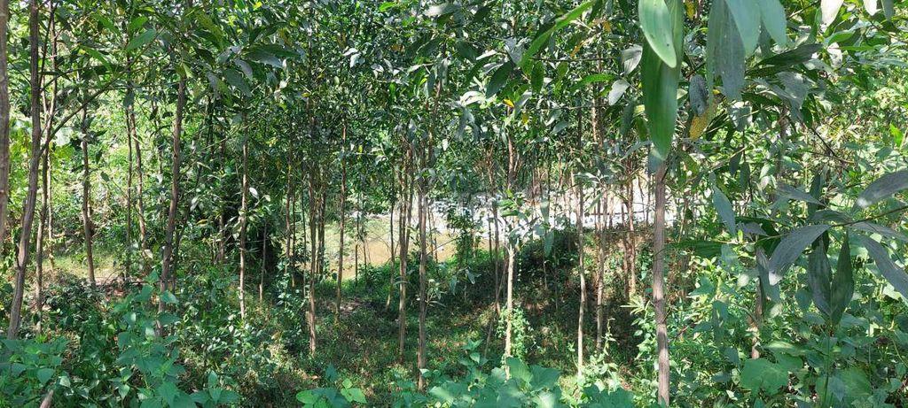 Đất xây nhà vườn 352m2 đất ở toàn bộ, ngang rộng 14m, gần đó có suối