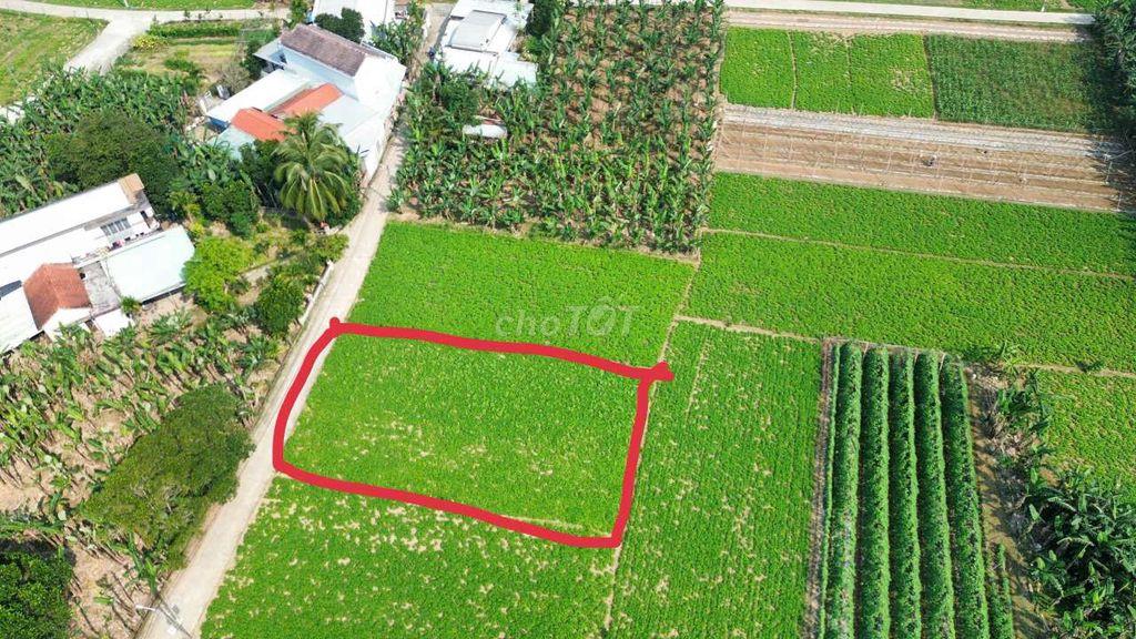 Siêu Phẩm Đất trồng cây hằng năm 550m2, tứ bề là nhà dân, ngang 17m