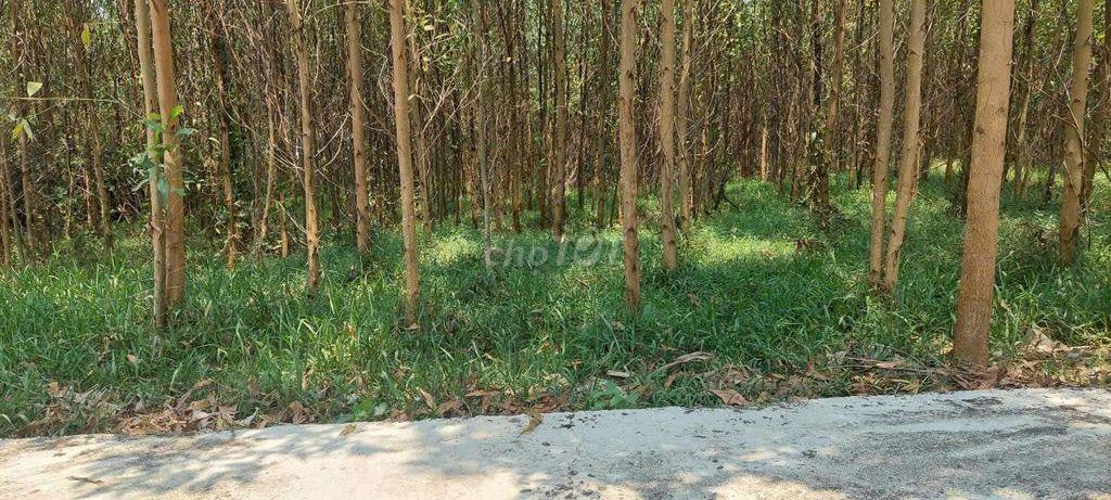 Đất trồng cây hằng năm không ngập lụt, 413m2 ngang rộng 14m