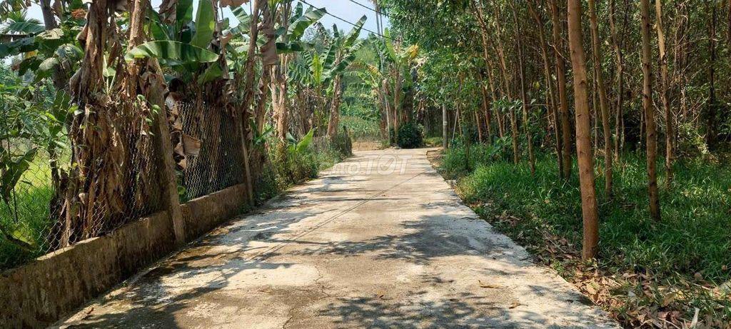 Đất trồng cây hằng năm không ngập lụt, 413m2 ngang rộng 14m