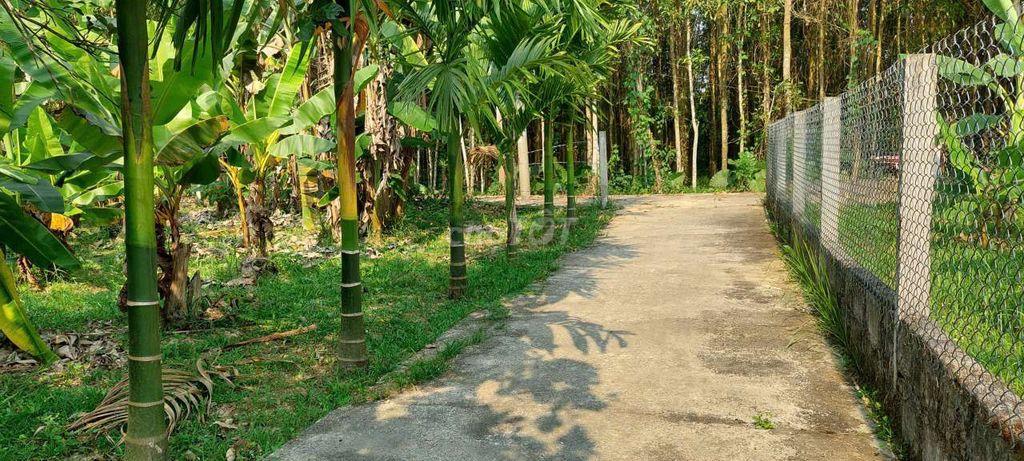 Bán nhà vườn diện tích rộng 1250m2 có 700m2 đất ở có sẵng vườn cây