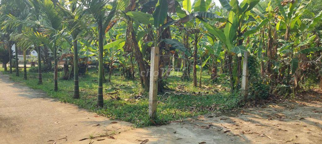 Bán nhà vườn diện tích rộng 1250m2 có 700m2 đất ở có sẵng vườn cây