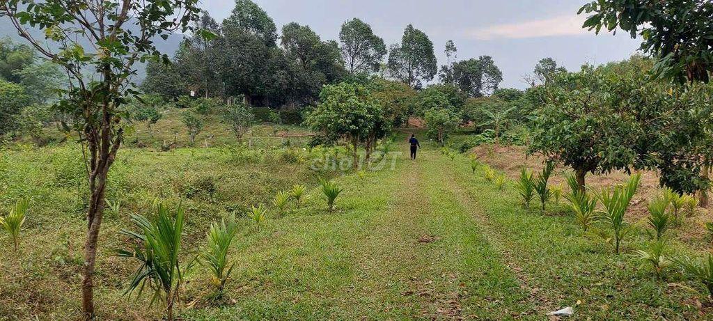Bán đất làm trang trại, 35000m2 cây lâu năm có sẵng vườn ao chuồng