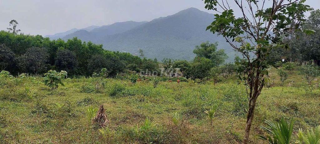 Bán đất làm trang trại, 35000m2 cây lâu năm có sẵng vườn ao chuồng