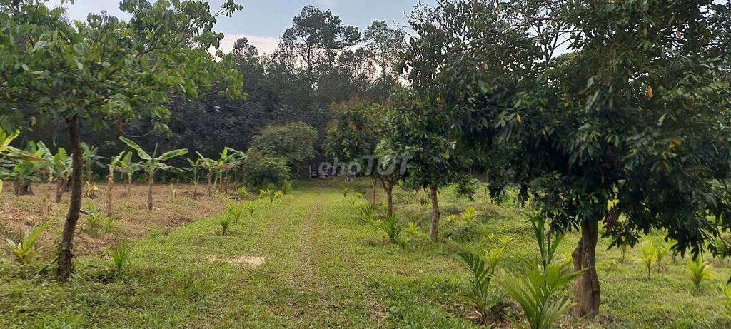 Bán đất làm trang trại, 35000m2 cây lâu năm có sẵng vườn ao chuồng