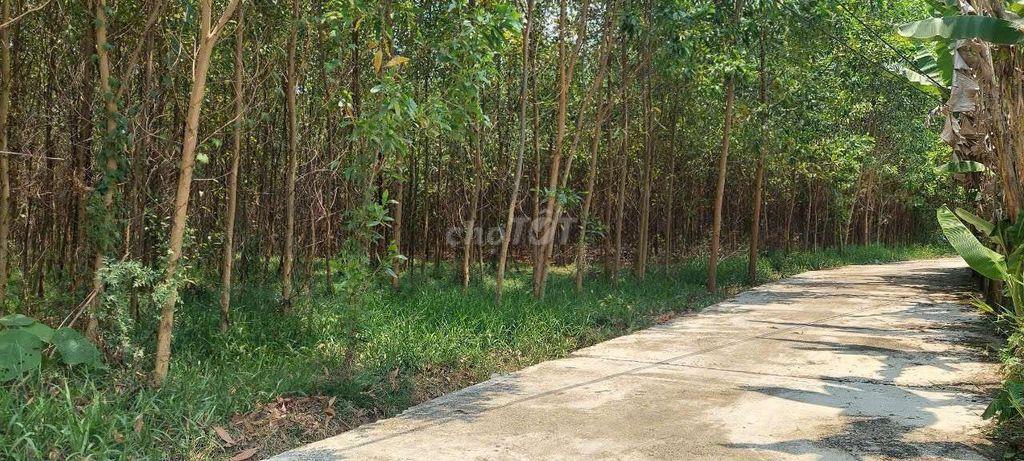 Đất trồng cây lâu năm 2500m2 gần vành đai, mua làm công ty kho bãi