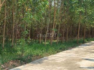 Đất trồng cây lâu năm 2500m2 gần vành đai, mua làm công ty kho bãi