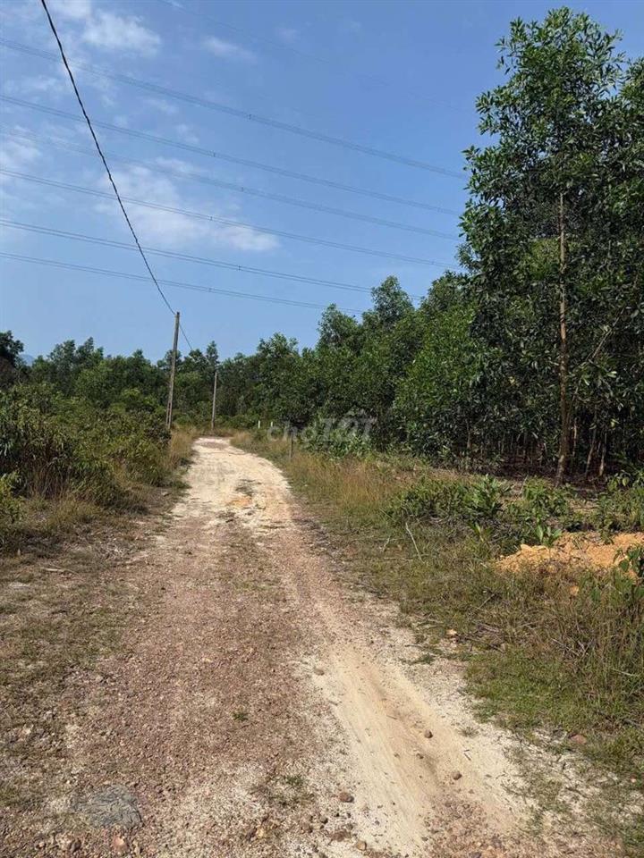 Đất trồng cây lâu năm 2500m2 gần vành đai, mua làm công ty kho bãi