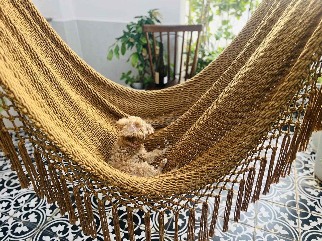 Bán nhà Trần Quang Diệu Q3, 49m², 4PN – Nhà mới đẹp, ở & kinh doanh, v