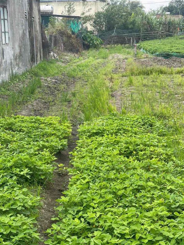 đất biển giá rẻ