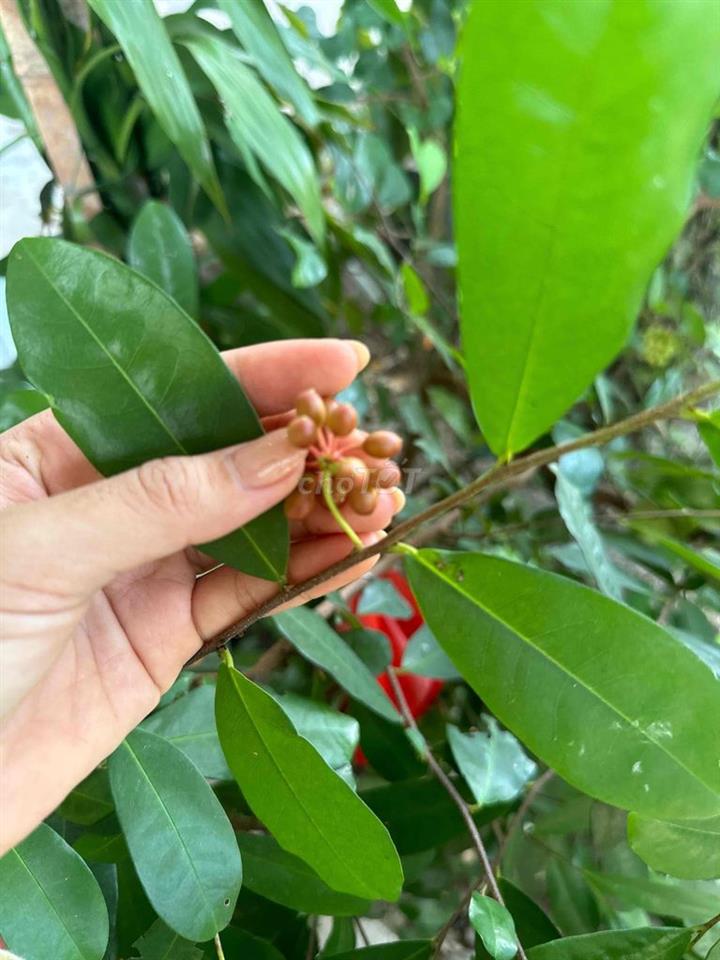 Bán dãy trọ 2 mặt kiệt - 256 Âu Cơ - Đà Nẵng