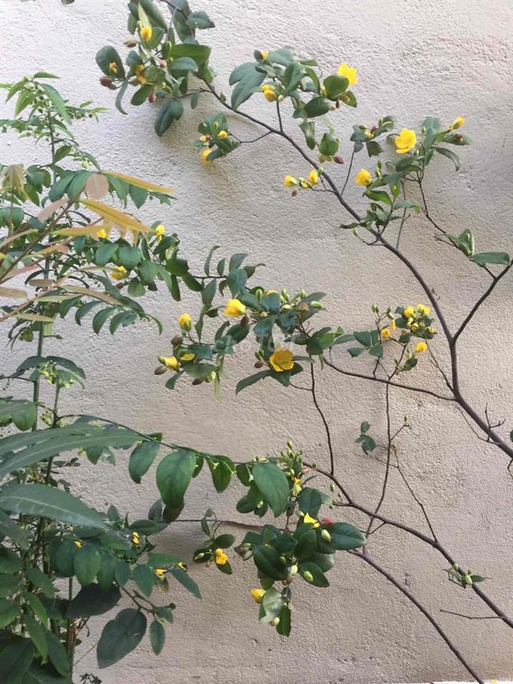 nhà 2 mặt tiền