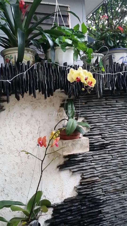 Nhà mặt tiền cho thuê nguyên căn